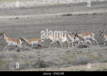 Pronghorn Antilope, Antilocapra Americana, Herde in der roten Wüste von Wyoming Stockfoto