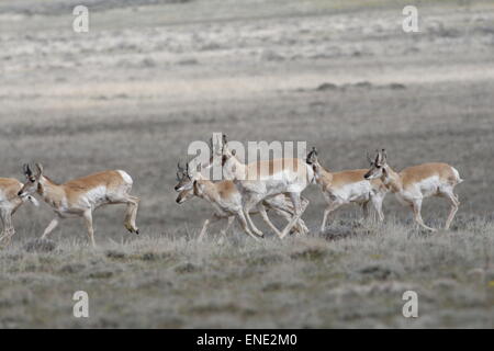 Pronghorn Antilope, Antilocapra Americana, Herde in der roten Wüste von Wyoming Stockfoto