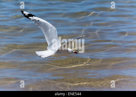Möwe im Flug über Flachwasser mit plätschernden Wellen Stockfoto