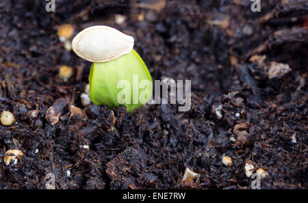 Schließen Sie herauf Bild eines neuen Zucchini-Keimlings, Fokus auf Schale, aus dem Boden kommen. Stockfoto