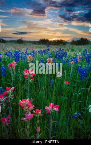Texas-Pinsel und Kornblumen in Ennis / Texas. Stockfoto