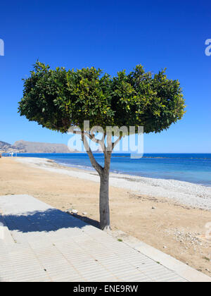 Einsamer Baum am Sandstrand in Spanien Stockfoto