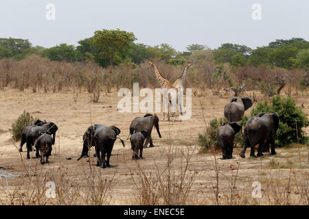 Herde von afrikanischen Elefanten an einem schlammigen Wasserloch, Botswana, Hwankee trinken. Wahre Tierfotografie Stockfoto