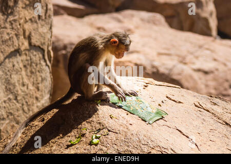 Affen auf dem Felsen im Berg Essen Stockfoto