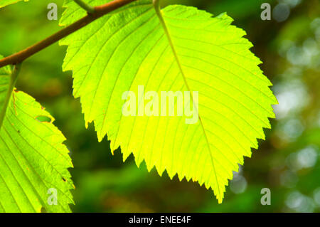 Elm Blatt, Schatten Swamp Sanctuary, Connecticut Stockfoto