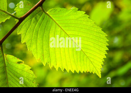 Elm Blatt, Schatten Swamp Sanctuary, Connecticut Stockfoto