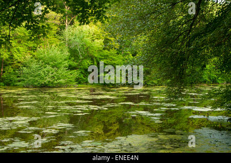 Teich, Schatten Swamp Sanctuary, Connecticut Stockfoto