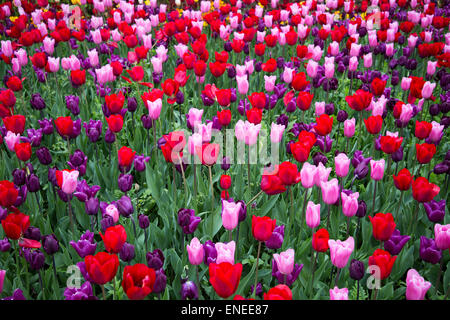 Tulpen in Arundel Castle Stockfoto