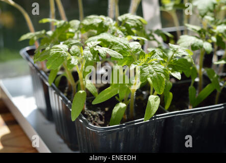 Einige Tomaten Setzlinge-organischen Gartenarbeit. Selektiven Fokus. Stockfoto