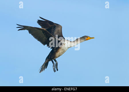 Doppel-crested Kormoran Phalacrocorax Auritus erste Jahr Vogel im Flug Fort Myers beach, Florida USA Stockfoto