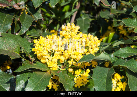 Mahonia Aquifolium immergrüne Sträucher, die Gattung Mahonia Stockfoto