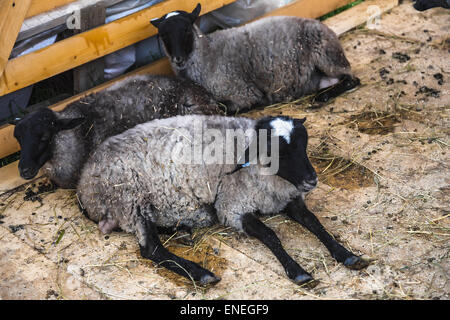 Schafe oder Ziegen in Zelle auf Bauernhof. Ackerland-Industrie Stockfoto