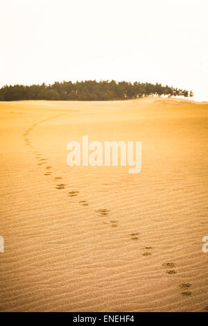 Hoof print Trail auf dem goldenen Sand der Wüste in Richtung eines Waldes Stockfoto