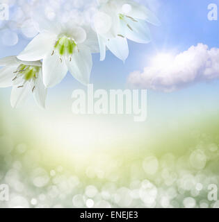 Amaryllis Blumen und Sonne bokeh Stockfoto