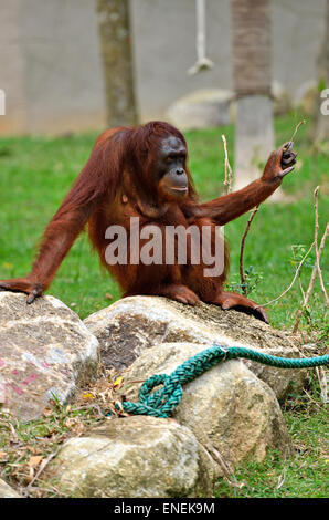 Stock Bild von einem Orang-Utan Stockfoto