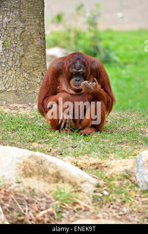 Stock Bild von einem Orang-Utan Stockfoto