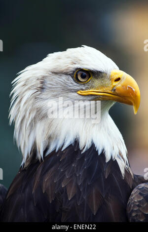 Eine schöne amerikanische gescheckte Adler Stockfoto