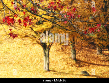 Einen schönen und bunten Herbst in einem Park mit gelbem Hintergrund und rote Blätter Stockfoto