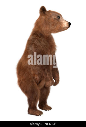 3D digital zu rendern, der ein Brown Bear Cub isoliert auf weißem Hintergrund Stockfoto