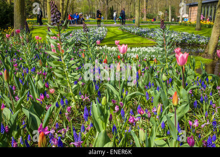 Die Schönheit der Blumen im Frühling im Keukenhof Stockfoto