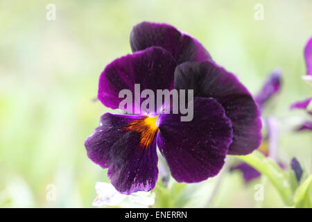 Wunderschöne violette Blume hautnah. Stiefmütterchen Stockfoto
