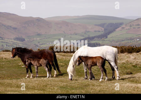 Hergest Ridge, in der Nähe von Kington, Herefordshire UK Mai 2015 Ponys Mütter Stuten und jungen Fohlen genießen Sie das schöne trockene Wetter heute hoch oben auf 426m - 1.397 Füße hoch Hergest Ridge mit Temperaturen von 15c und leichtem Wind. Hergest Ridge liegt an die Grenze zwischen England und Wales (Herefordshire und Powys). Die Ponys grasen frei entlang dem Grat und die Spur des Offa es Dyke Weg. Stockfoto