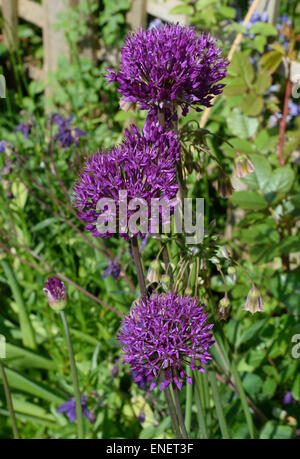 Allium Globemaster Garten Blume Stockfoto