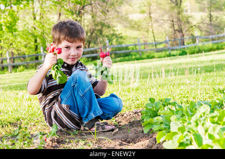 Junge mit Radieschen aus Garten gezogen Stockfoto