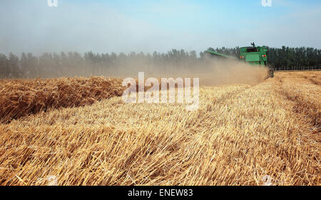 Getreide Mähdrescher Arbeit im Feld Stockfoto