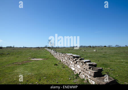Stonewall in eine schlichte Wiese an der schwedischen Insel Öland in der Ostsee Stockfoto