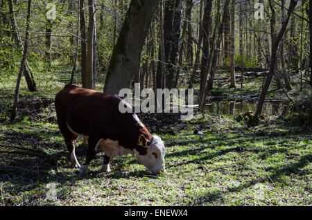 Rinder weiden im Frühjahr in einem sonnigen Laubwald Stockfoto