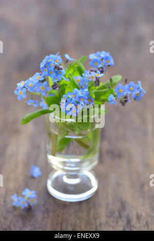 Vergiss mich nicht Blumen in einer vase Stockfoto