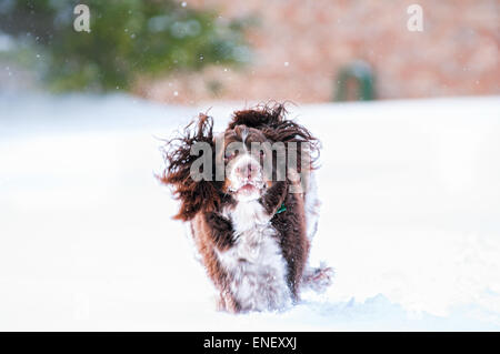 Springer Spaniel Hund laufen und spielen im Schnee Stockfoto