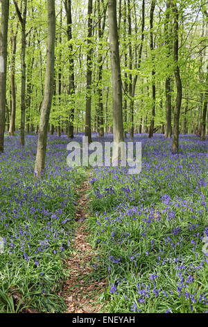 Ashridge Estate, Hertfordshire, England, UK. 4. Mai 2015. Die leuchtenden Farben der Glockenblumen und Buche fährt um Ashridge Estate, Blick spektakulär, wenn durch einen Spritzer Sonnenschein an einem schönen Feiertag Montag beleuchtet.  Aber am frühen Nachmittag war der Parkplatz voll mit mehr als 1000 Autos. Die National Trust Website war eine Hinweisanzeige: Bitte kommen Sie nicht auf das Ashridge Anwesen heute zu den Glockenblumen sehen. Die B4506 ist festgefahrene wie Leuchtfeuer-Straße ist. Die Glockenblumen wird noch am nächsten Wochenende sehr schön sein! Bildnachweis: Julia Gavin UK/Alamy Live-Nachrichten Stockfoto