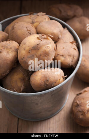 Frisch aus dem Boden gewachsen auf der Kanalinsel Jersey Jersey Royal Frühkartoffeln Stockfoto