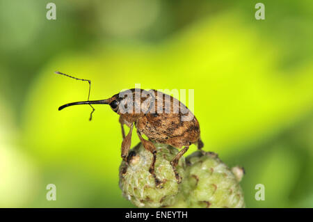 Eichel Rüsselkäfer - Curculio glandium Stockfoto