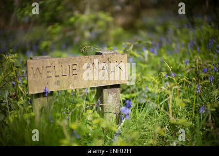 Wellie Spaziergang anmelden Bluebell Woods, Whalley, Lancashire, Stockfoto