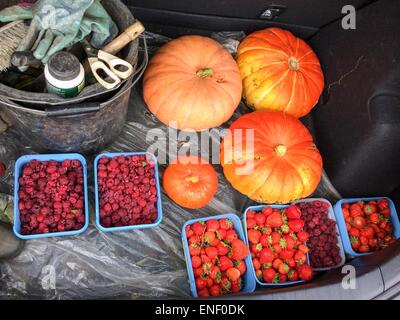 Früchte und Kürbisse im Kofferraum aus Zuteilung im Herbst geerntet Stockfoto