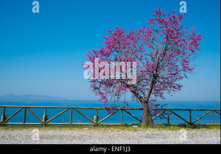 Judasbaum (Cercid Siliquastrum) im Dilek Peninsula National Park, in der Nähe von Kusadasi, Türkei. Stockfoto