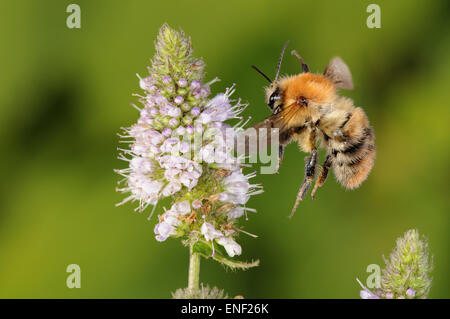 Gemeinsamen Carder Bee - Bombus pascuorum Stockfoto