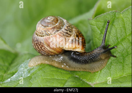 Wäldchen Schnecke - Arianta arbustorum Stockfoto