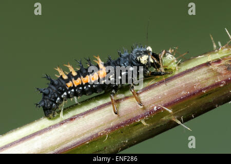 Harlekin-Marienkäfer - Harmonia Axyridis - Larve Essen Blattlaus Stockfoto