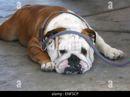 Faul, Bulldog mit der Leine über den Kopf Stockfoto