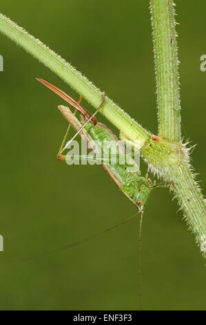 Lange-winged Conehead - verfärben Conocephalus Stockfoto