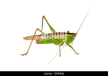 Lange-winged Conehead - verfärben Conocephalus Stockfoto