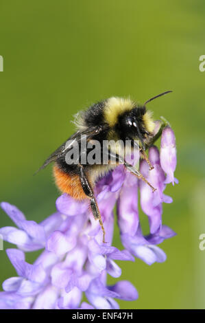 Rotschwanz-Bumblebee - Bombus lapidarius Stockfoto