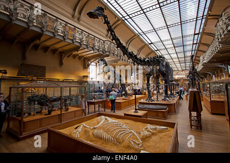 Galeries vermutlich Comparée et de heute. Galerie Paläontologie, Natural History Museum, Paris Stockfoto