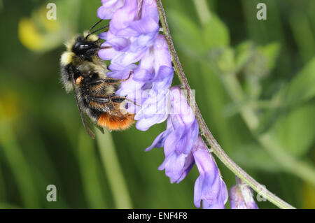 Rotschwanz-Bumblebee - Bombus lapidarius Stockfoto