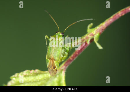 Gemeinsamen grünen Kapsid - Lygocoris pabulinus Stockfoto