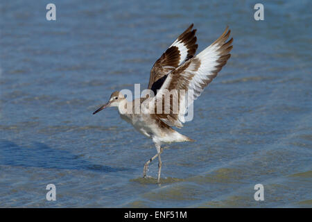 Willet Catoptrophorus Semipalmatus Dehnung Flügel am Tideline Golf-Küste Florida USA Stockfoto